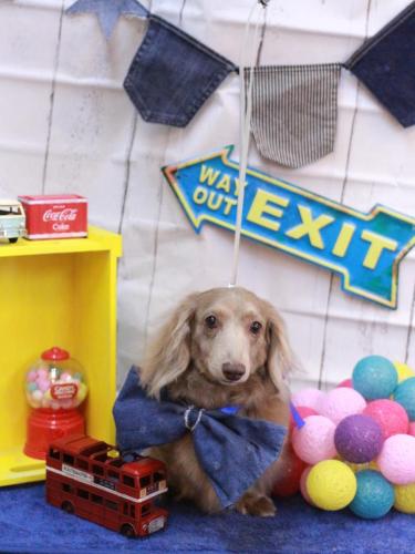 20230407ぺこちゃん